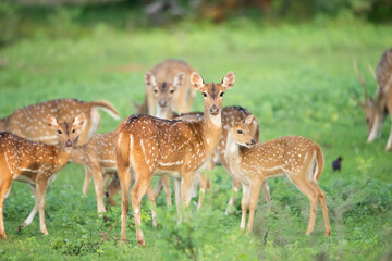 A group of deers together at Yala National Park, Sri Lanka - obrazy, fototapety, plakaty