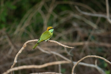 Asian green bee-eater on a tree branch at Yala National Park, Sri Lanka