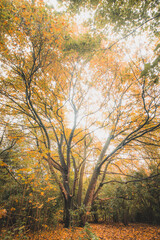 Fototapeta premium Autumn colours in Sint-Baafskouter park in Ghent, Flanders region, Belgium. Belgian landscape in November. Red-orange-yellow leaves. Romantic and idyllic scenery