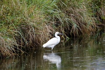 Aigrette
