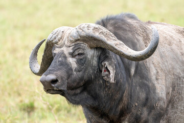 Cape Buffalo in Serengeti National Park Tanzania