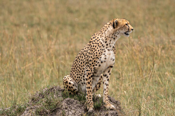 Cheetah, perched on a termite mound, looking for prey. Masaai Mara Kenya