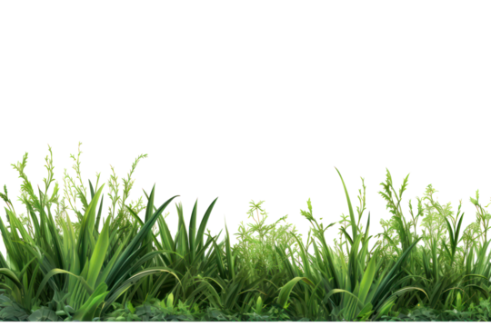 Green meadow grass border, on a transparent background, png file