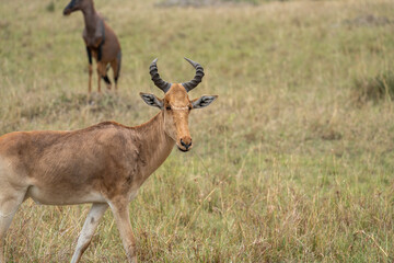 Naklejka na ściany i meble Impala in Serengeti National Park Tanzania Africa