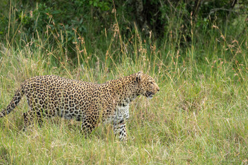 Leopard walks through the tall grass, Masaai Mara Kenya Africa