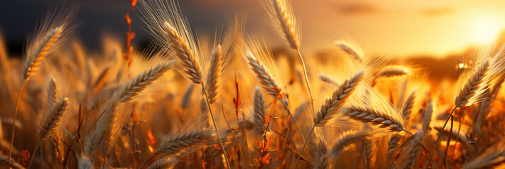 Golden Horizon: A Ray of Sunshine in Vast Wheat Fields