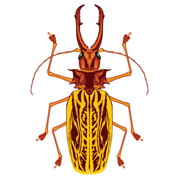 Macrodontia Cervicornis Sabertooth Longhorn Beetle. Giant amazonic beetle illustration