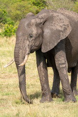 Obraz premium Elephant walks - Masai Mara Kenya