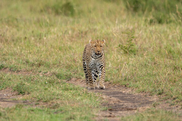 Leopard walks through the tall grass, Masaai Mara Kenya Africa