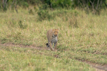 Leopard walks through the tall grass, Masaai Mara Kenya Africa