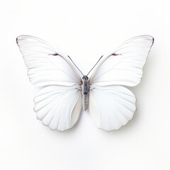Fototapeta na wymiar Bright White Butterfly Isolated on Clean White Background