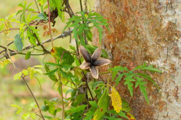flower of the wood, in the Cuban countryside