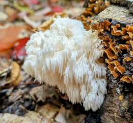 Lions mane mushroom in the forest 