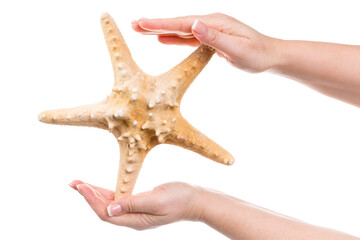 hands holding starfish isolated against transparent background