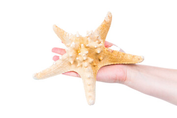 hand holding starfish isolated against transparent background