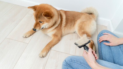 grooming of dogs and combing of wool