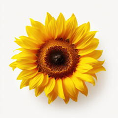 Vibrant Yellow Sunflower Isolated on White Background