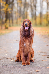 chocolate Irish setter on a walk in the autumn park among the yellow-red leaves waiting for the...
