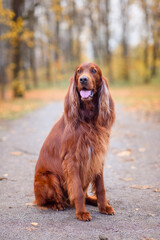 chocolate Irish setter on a walk in the autumn park among the yellow-red leaves waiting for the...
