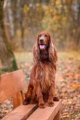 chocolate Irish setter on a walk in the autumn park among the yellow-red leaves waiting for the...