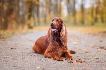 chocolate Irish setter on a walk in the autumn park among the yellow-red leaves waiting for the...