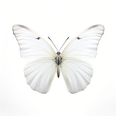 Bright White Butterfly Isolated on Clean White Background