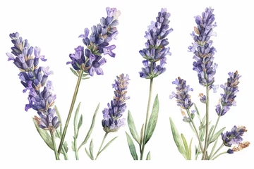 Deurstickers Watercolor lavender flowers set. Hand drawn illustration isolated on white background © Ahsan ullah