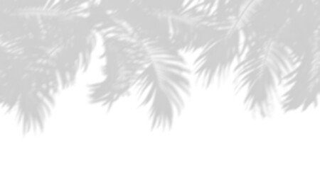 Shadow tropics palm leafs sunlight cutout transparent backgrounds 3d render png