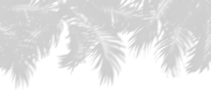 Shadow tropics palm leafs sunlight cutout transparent backgrounds 3d render png © Krit