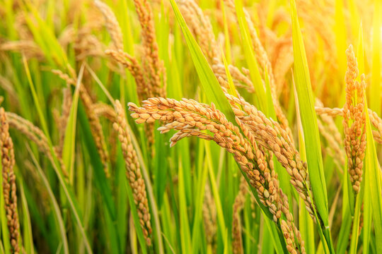 Close-up of ripe rice in the farmland