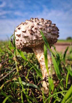 Autumn white non edible mushroom, rural scene, green grass field