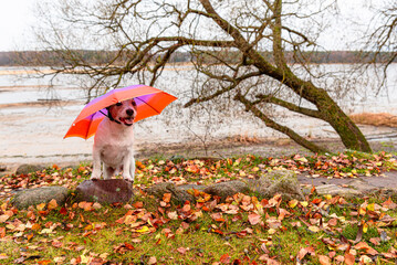 Dog walking in Fall under small umbrella on head. Autumn season rainy weather concept