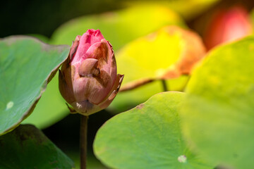 beautiful lotus flower on the water after rain in garden. - obrazy, fototapety, plakaty