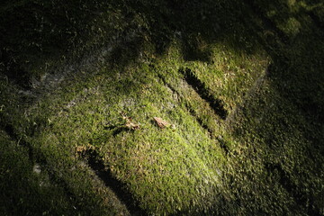 いい感じのコケ　Nice moss