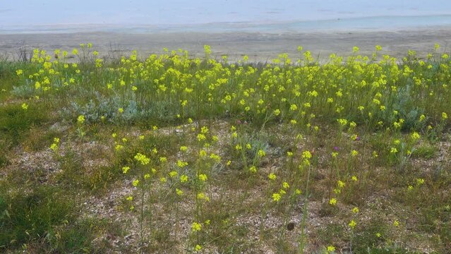 rocket cress blooms on saline shell soil of Sivash lake