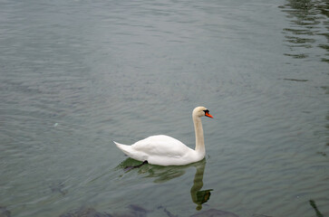 swan on the lake