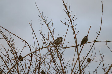 bird on a branch