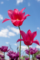 Blooming tulip close-up against the background of the spring sky.