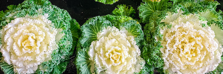 cabbage Brassica decorative beautiful plant fresh flower on the table copy space food background rustic top view - obrazy, fototapety, plakaty
