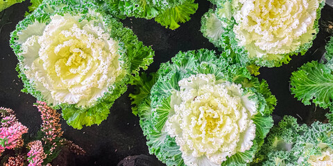 cabbage Brassica decorative beautiful plant fresh flower on the table copy space food background...