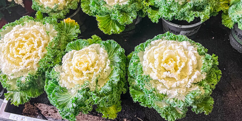 cabbage Brassica decorative beautiful plant fresh flower on the table copy space food background...