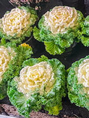 cabbage Brassica decorative beautiful plant fresh flower on the table copy space food background...
