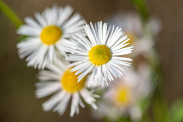 White aster flowers, blurred nature background. Autumn flowers.