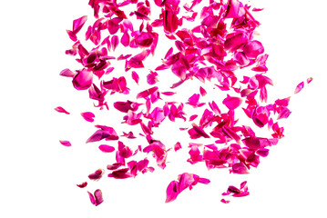 Fototapeta premium Deep pink rose petals falling from the top, isolated