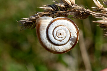 The snail