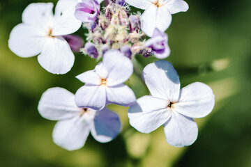 Purple lilac bush blossoms