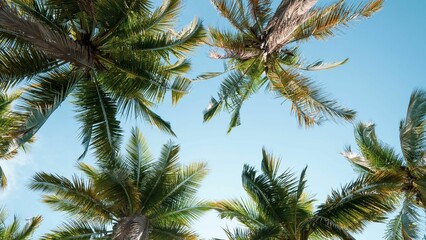 Low angle shot of tall green palm trees under a blue sky