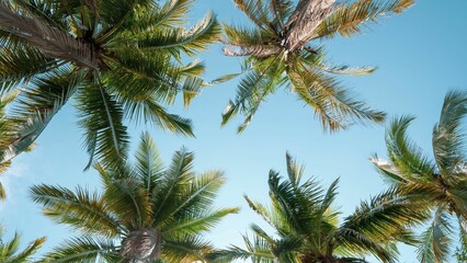 Fototapeta na wymiar Low angle shot of tall green palm trees under a blue sky