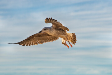 Seagull on air