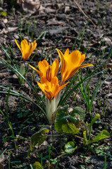 Yellow crocus Dorothy - first spring flower blooms.